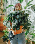 Peperomia watermelon 4” plant **(ALL plants require you to purchase ANY 2 plants!)**
