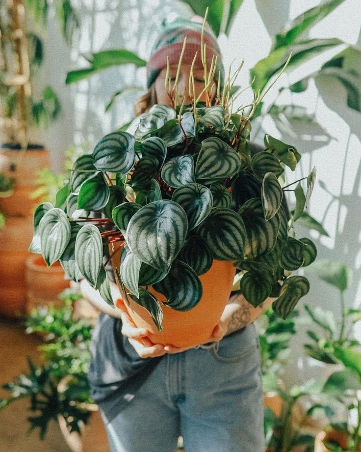 Peperomia watermelon 4” plant **(ALL plants require you to purchase ANY 2 plants!)**