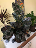 Calathea Ornata pinstripe 4” pot **(ALL plants require you to purchase ANY 2 plants!)**