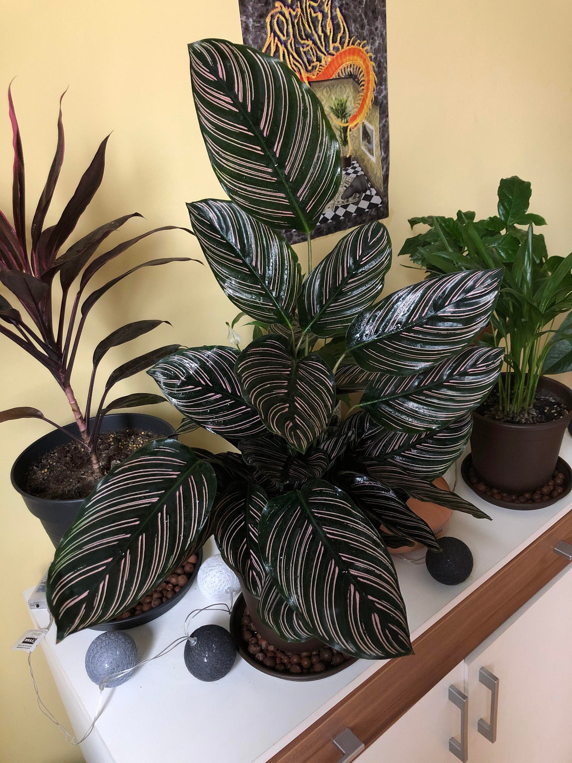 Calathea Ornata pinstripe 4” pot **(ALL plants require you to purchase ANY 2 plants!)**