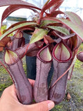 Nepenthes Rebecca soper 4” plant **(ALL plants require you to purchase ANY 2 plants!)**
