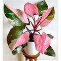 Philodendron pink princess XL plant **(ALL plants require you to purchase ANY 2 plants!)**