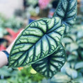Alocasia Baginda Dragon scale starter plant **(ALL plants require you to purchase ANY 2 plants!)**
