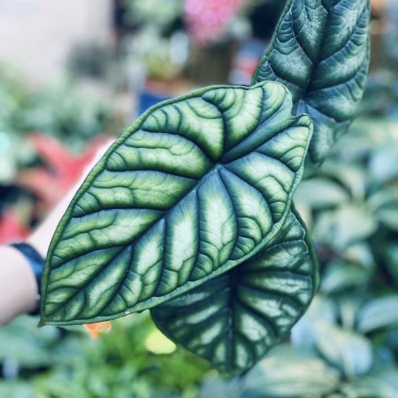 Alocasia Baginda Dragon scale starter plant **(ALL plants require you to purchase ANY 2 plants!)**