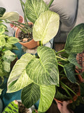 Philodendron Birkin Galaxy starter plant **(ALL plants require you to purchase ANY 2 plants!)**