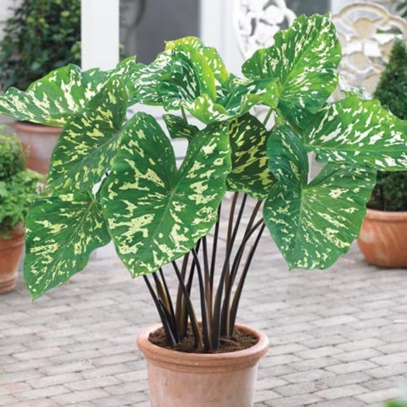 Alocasia Hilo Beauty elephant ear XL starter plant **(ALL plants require you to purchase ANY 2 plants!)**