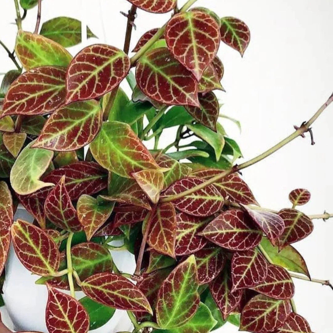 Hoya Sunrise (Thailand form) 4” potted rare plant **(ALL plants require you to purchase ANY 2 plants!)**