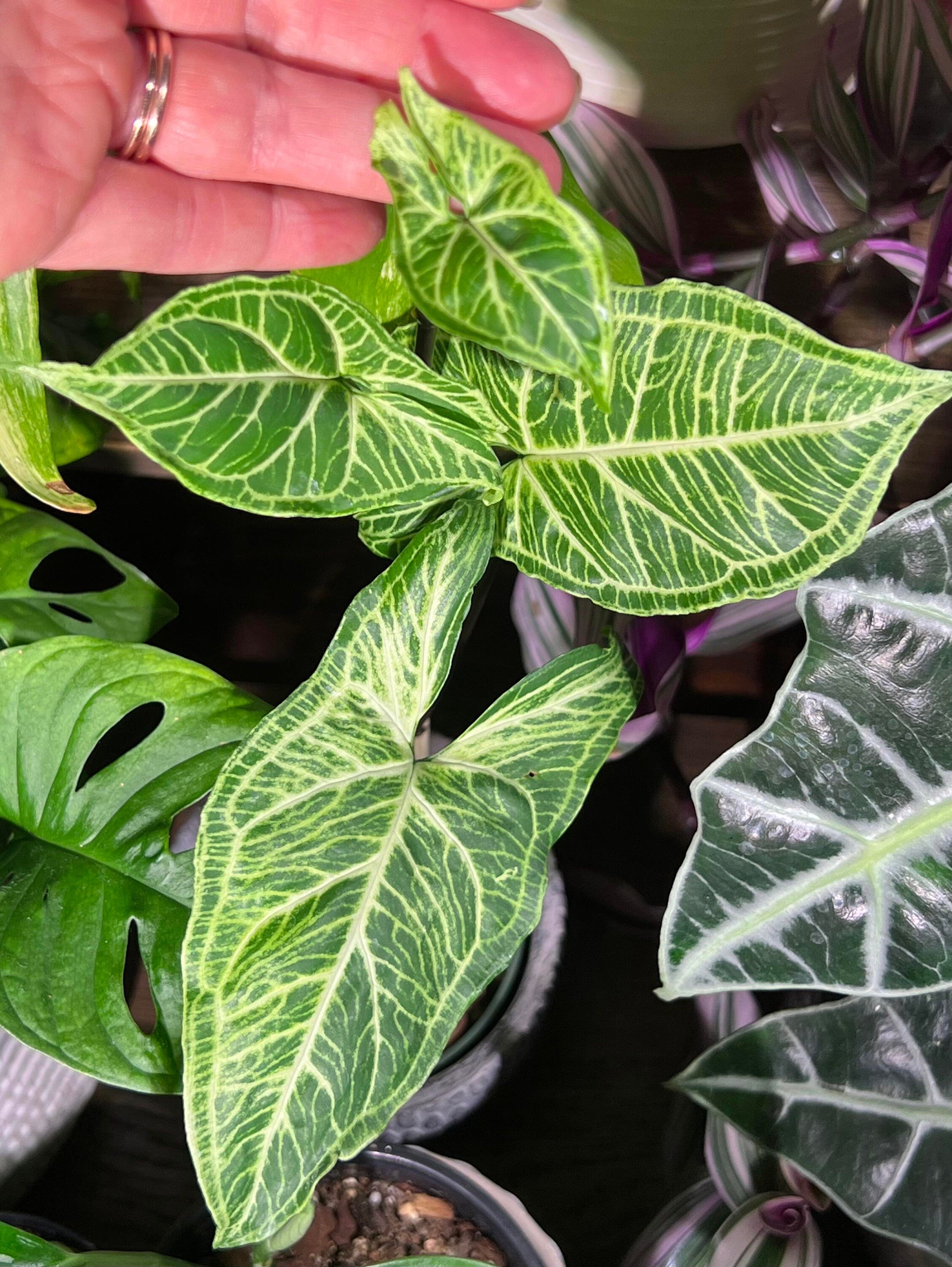 Syngonium Batik Vining starter plant **(ALL plants require you to purchase ANY 2 plants!)**