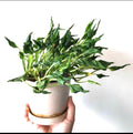 Epipremnum Shangrila rare starter plant **(ALL plants require you to purchase ANY 2 plants!)**