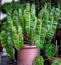 Philodendron Billietiae 4” Multistem pot **(ALL plants require you to purchase ANY 2 plants!)**