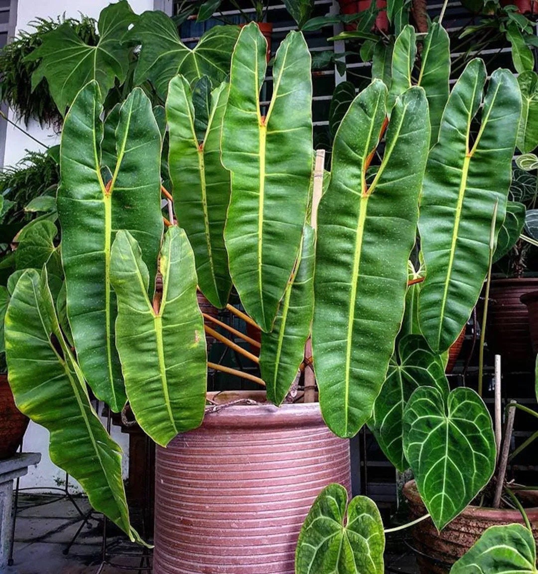 Philodendron Billietiae 4” Multistem pot **(ALL plants require you to purchase ANY 2 plants!)**