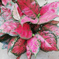 Aglaonema red valentine starter plant **(ALL plants require you to purchase ANY 2 plants!)**