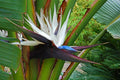 White bird of paradise 4” pot  **(ALL plants require you to purchase ANY 2 plants!)**