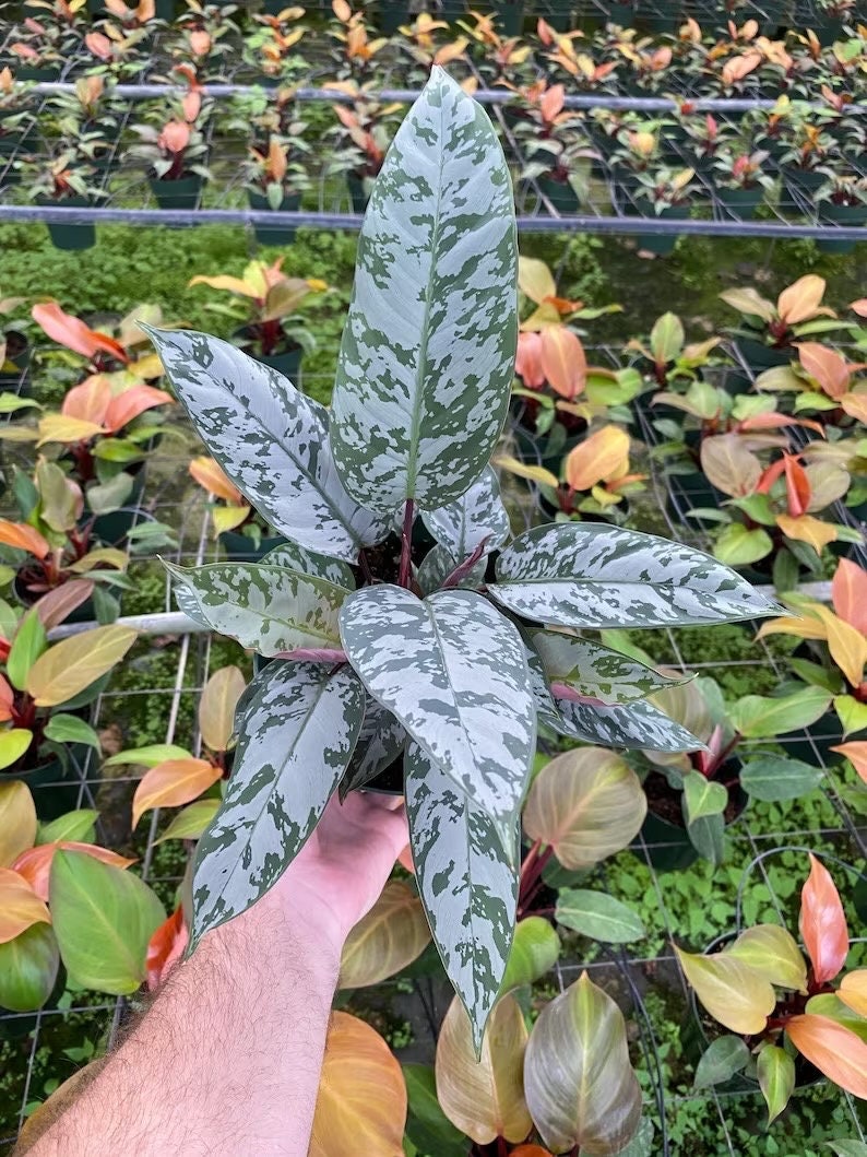 Apoballis acuminatissimum aka “lavallei” 4” pot  (ALL PLANTS require you to purchase 2 plants!)