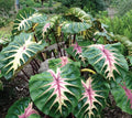 Colocasia Waikiki starter plant **(ALL plants require you to purchase ANY 2 plants!)**