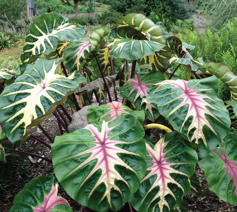 Colocasia Waikiki starter plant **(ALL plants require you to purchase ANY 2 plants!)**