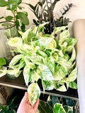 Pothos Marble Queen starter plant **(ALL plants require you to purchase ANY 2 plants!)**