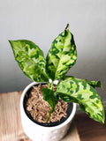 Aglaonema Pictum tricolor 4” plant **(ALL plants require you to purchase ANY 2 plants!)**