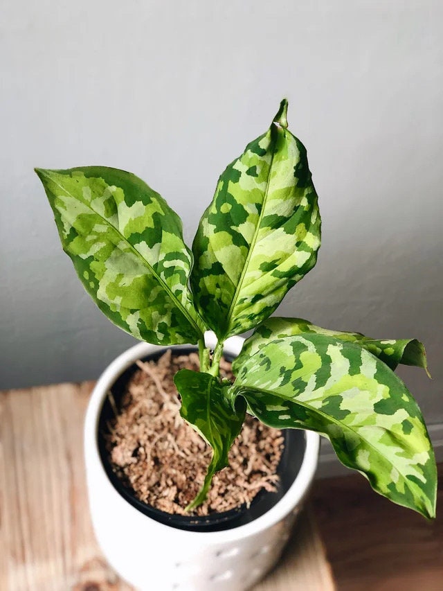 Aglaonema Pictum tricolor 4” plant **(ALL plants require you to purchase ANY 2 plants!)**