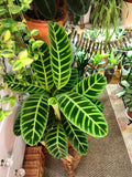 Calathea Zebrina starter plant **(ALL plants require you to purchase ANY 2 plants!)**