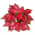 Aglaonema rich red starter plant **(ALL plants require you to purchase ANY 2 plants!)**