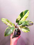 Philodendron Snowdrift starter plant **(ALL plants require you to purchase ANY 2 plants!)**