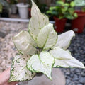 Aglaonema Super white 2” starter plant **(ALL plants require you to purchase ANY 2 plants!)**