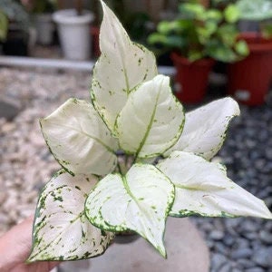 Aglaonema Super white 2” starter plant **(ALL plants require you to purchase ANY 2 plants!)**