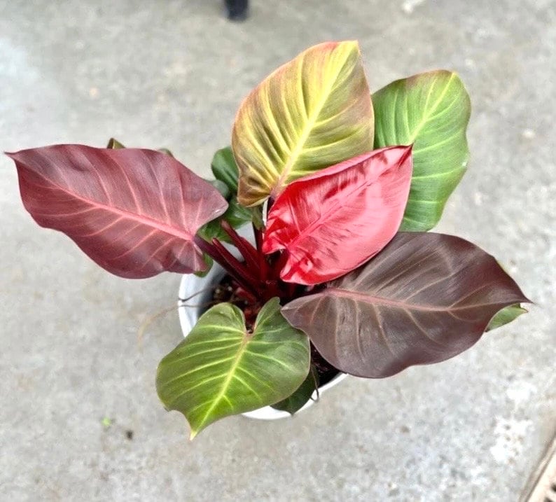 Philodendron Cherry red 2” pot **(ALL plants require you to purchase ANY 2 plants!)**