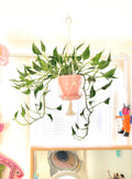 Epipremnum Shangrila rare 2” plant **(ALL plants require you to purchase ANY 2 plants!)**