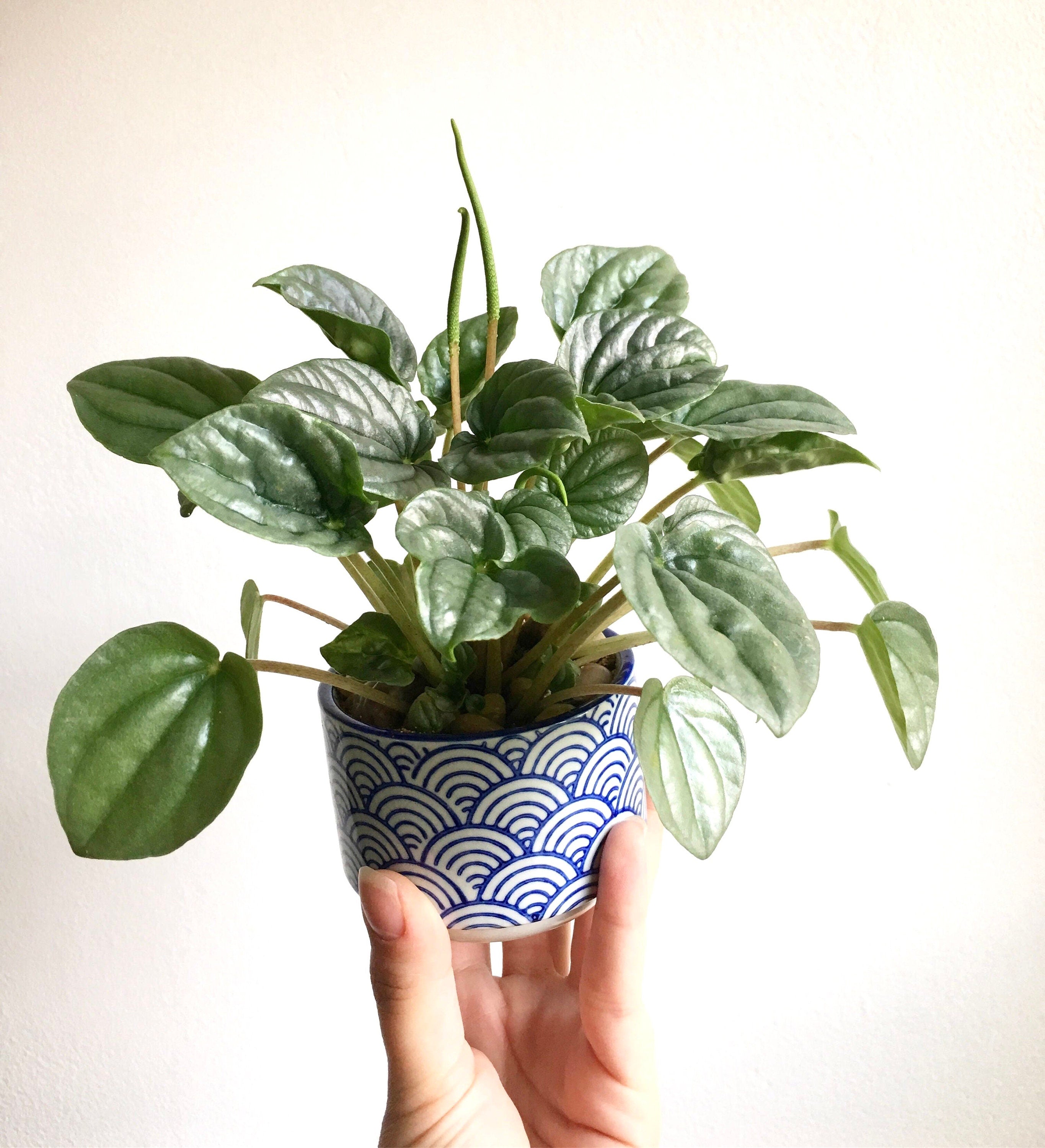 Peperomia Frost (silver watermelon) starter plant **(ALL plants require you to purchase ANY 2 plants!)**