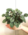 Peperomia piccolo banda starter plant **(ALL plants require you to purchase ANY 2 plants!)**