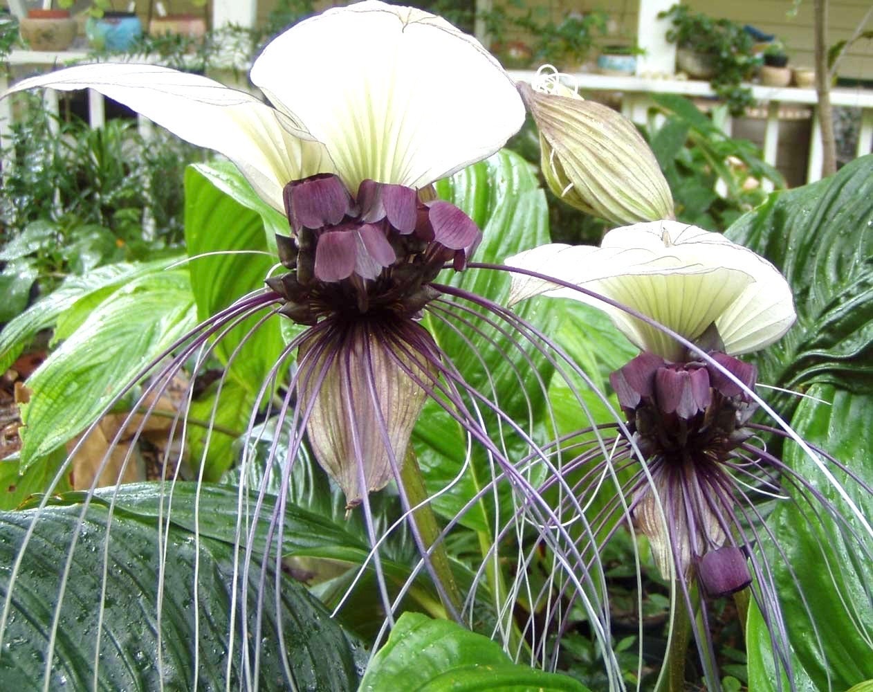 Tacca integrifolia (White bat flower) TC starter plant **(ALL plants require you to purchase ANY 2 plants!)**