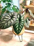 Alocasia Baginda Dragon scale 4” plant **(ALL plants require you to purchase ANY 2 plants!)**