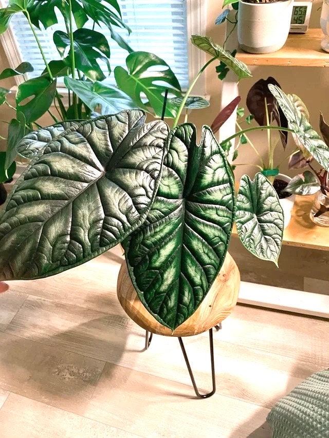 Alocasia Baginda Dragon scale 4” plant **(ALL plants require you to purchase ANY 2 plants!)**