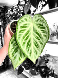 Anthurium Silver Blush 2” starter plant **(ALL plants require you to purchase ANY 2 plants!)**