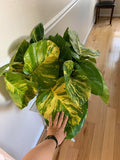 Giant Hawaiian Pothos 4” plant **(ALL plants require you to purchase ANY 2 plants!)**