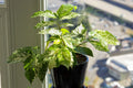 Ficus Aspera clown fig starter plant **(ALL plants require you to purchase ANY 2 plants!)**