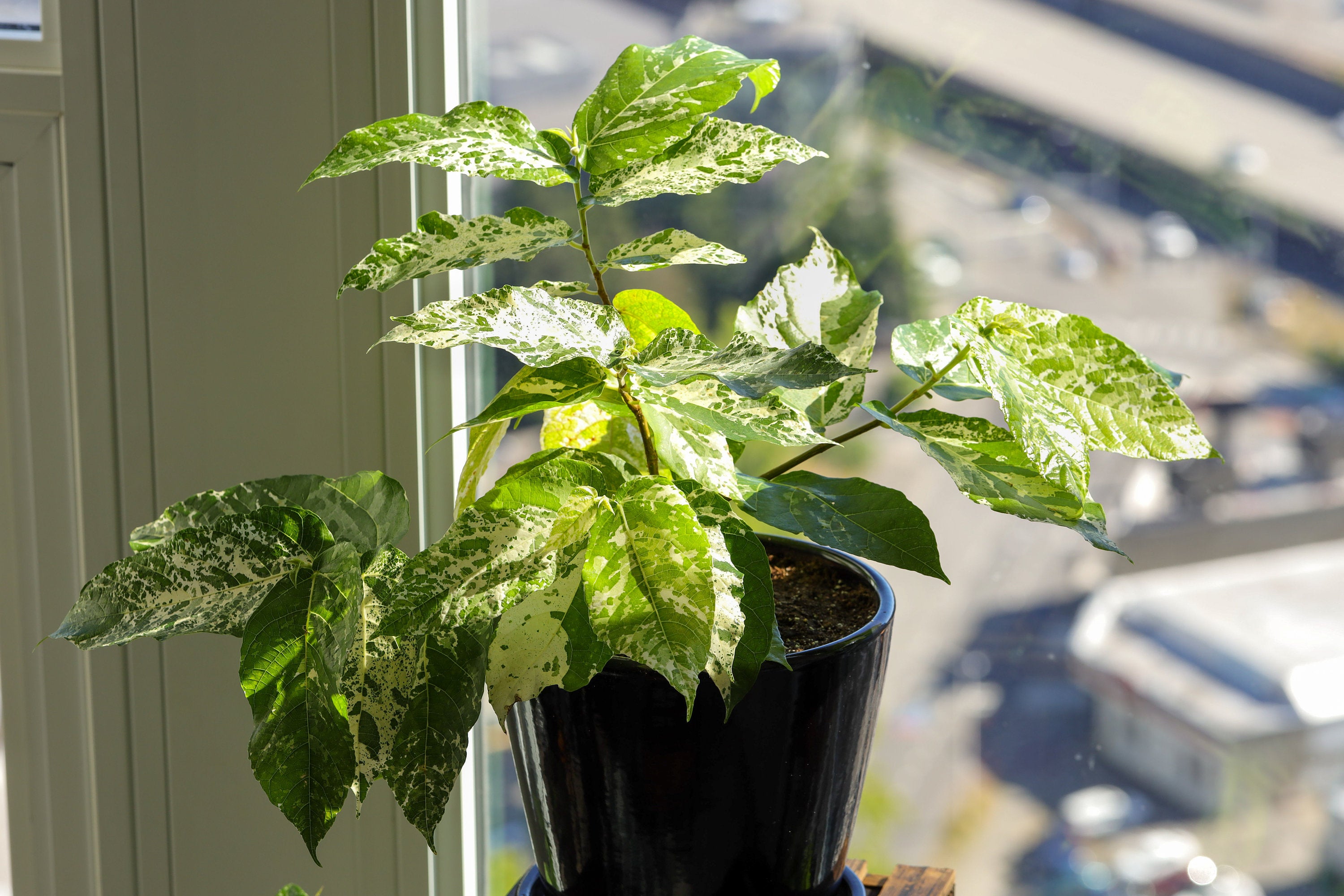 Ficus Aspera clown fig starter plant **(ALL plants require you to purchase ANY 2 plants!)**