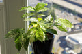 Ficus Aspera clown fig 4” pot **(ALL plants require you to purchase ANY 2 plants!)**