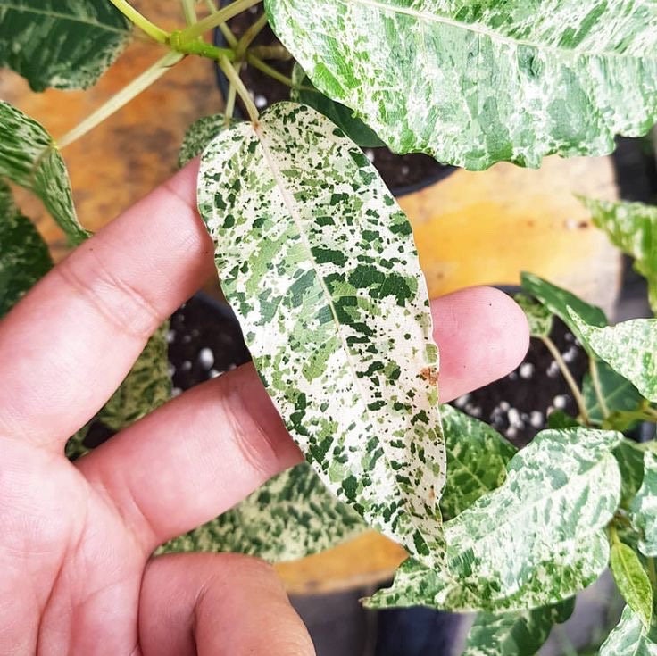 Ficus snowstorm “blizzard” starter plant **(ALL plants require you to purchase ANY 2 plants!)**