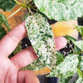 Ficus cotton color starter plant  **(ALL plants require you to purchase ANY 2 plants!)**