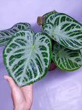 Anthurium Doroyaki silver 2” plant **(ALL plants require you to purchase ANY 2 plants!)**