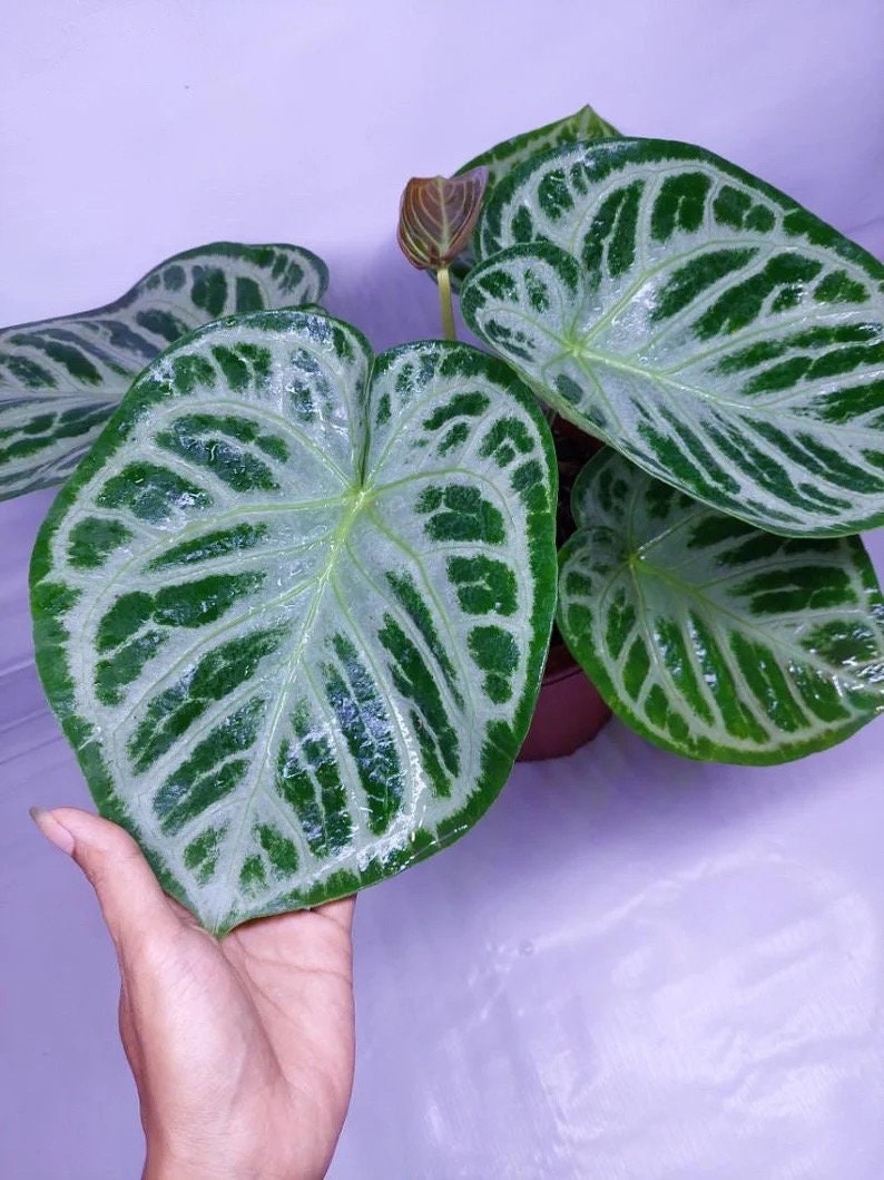 Anthurium Doroyaki silver starter plant **(ALL plants require you to purchase ANY 2 plants!)**