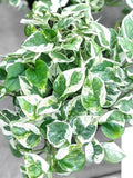 Pothos pearls and jade 2” pot **(ALL plants require you to purchase ANY 2 plants!)**