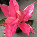 Aglaonema Pink Suksom starter plant **(ALL plants require you to purchase ANY 2 plants!)**