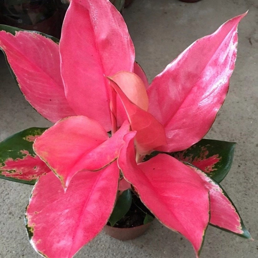 Aglaonema Pink Suksom starter plant **(ALL plants require you to purchase ANY 2 plants!)**