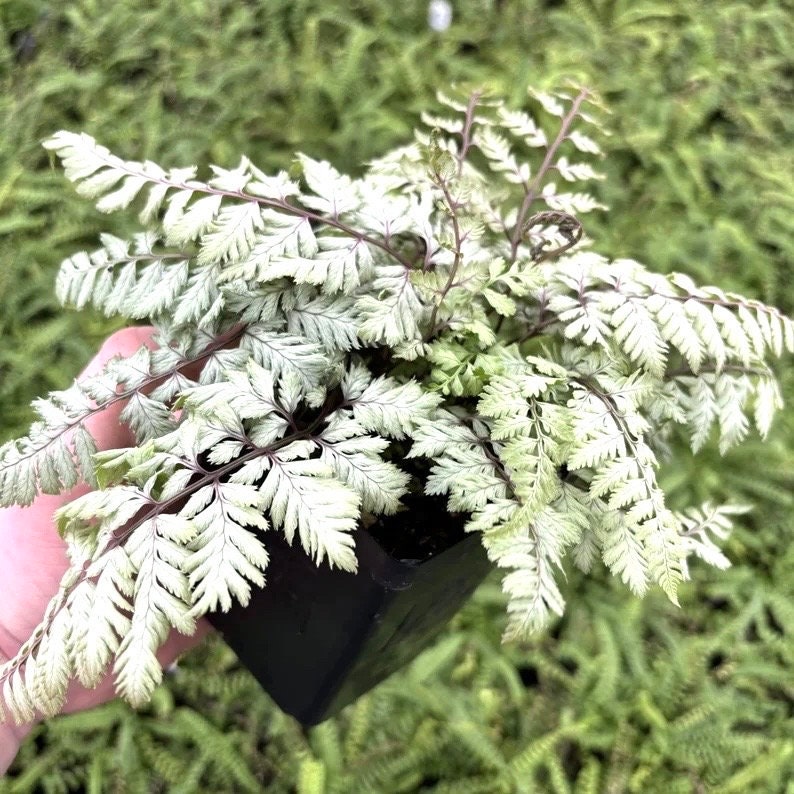 Japanese pearly white painted fern starter plant **(ALL plants require you to purchase ANY 2 plants!)**