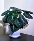 Alocasia Black Velvet XL starter plant **(ALL plants require you to purchase ANY 2 plants!)**