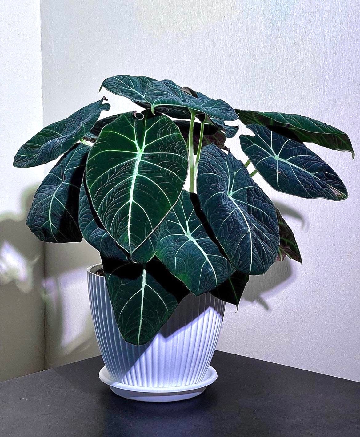 Alocasia Black Velvet 4” multistem plant **(ALL plants require you to purchase ANY 2 plants!)**